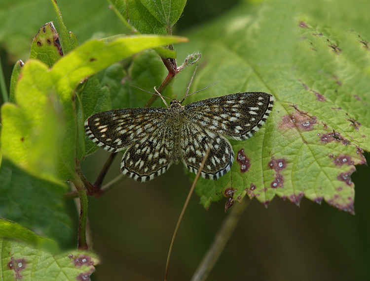 Scopula tessellaria